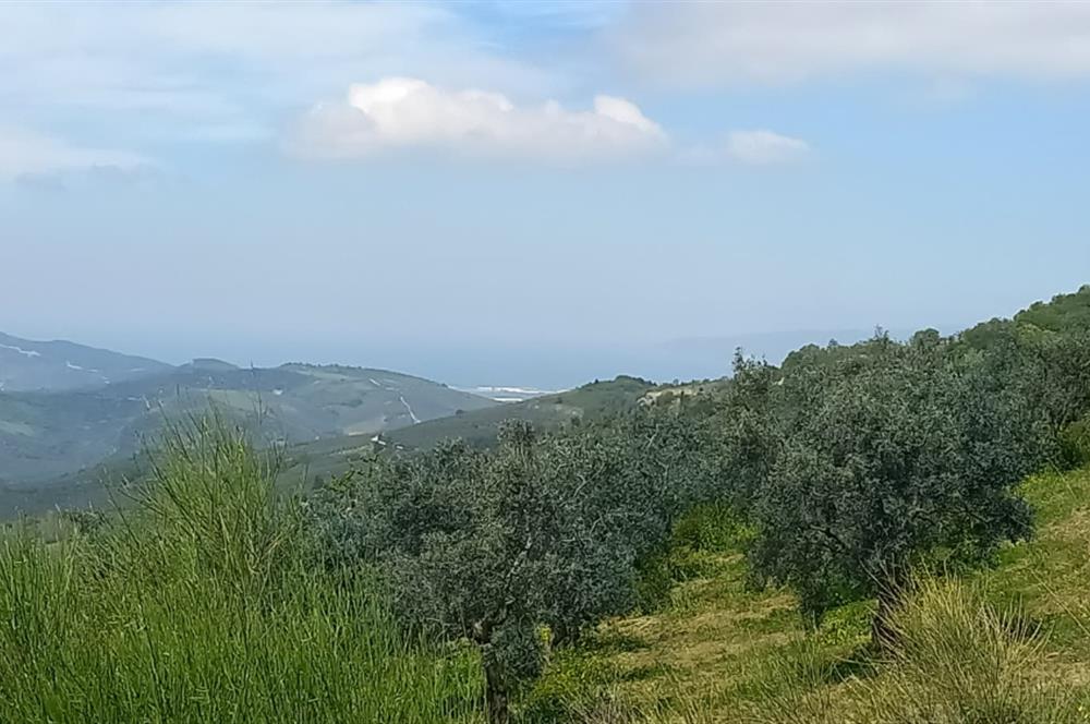C21 Cius; Gemlik Katırlı'da Uludağ ve Deniz Manzaralı Tarla