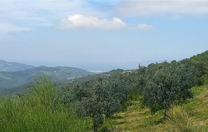 C21 Cius; Gemlik Katırlı'da Uludağ ve Deniz Manzaralı Tarla