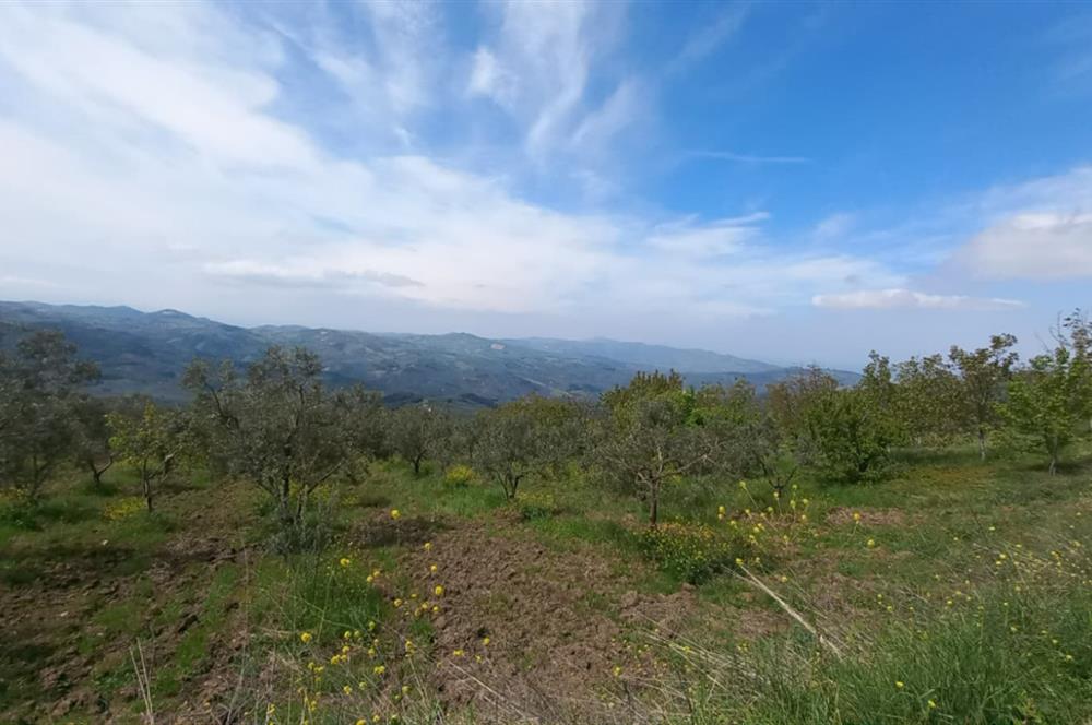C21 Cius; Gemlik Katırlı'da Uludağ ve Deniz Manzaralı Tarla