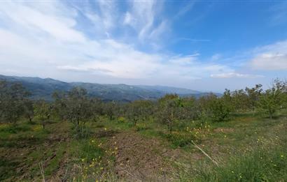 C21 Cius; Gemlik Katırlı'da Uludağ ve Deniz Manzaralı Tarla