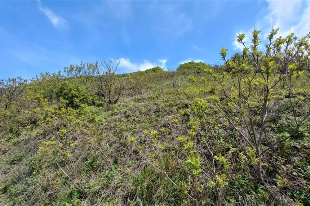C21 Cius; Gemlik Katırlı'da Uludağ ve Deniz Manzaralı Tarla