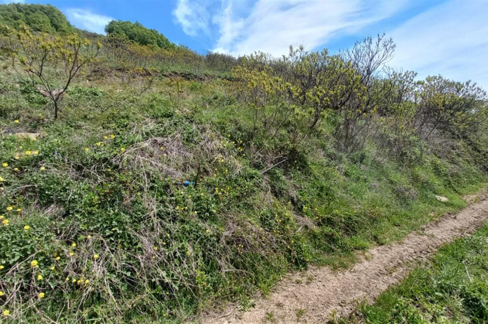 C21 Cius; Gemlik Katırlı'da Uludağ ve Deniz Manzaralı Tarla