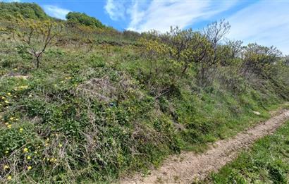 C21 Cius; Gemlik Katırlı'da Uludağ ve Deniz Manzaralı Tarla