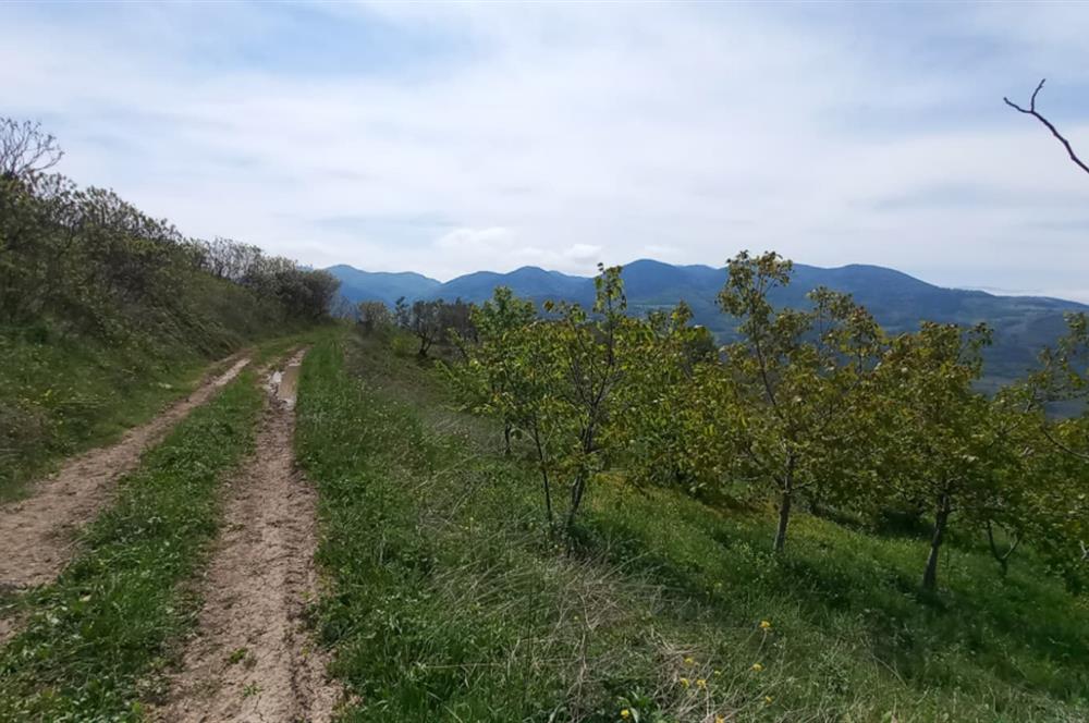 C21 Cius; Gemlik Katırlı'da Uludağ ve Deniz Manzaralı Tarla