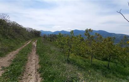 C21 Cius; Gemlik Katırlı'da Uludağ ve Deniz Manzaralı Tarla