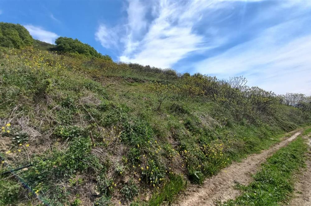 C21 Cius; Gemlik Katırlı'da Uludağ ve Deniz Manzaralı Tarla