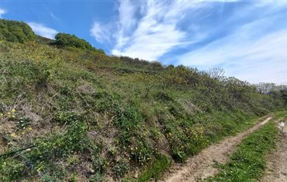 C21 Cius; Gemlik Katırlı'da Uludağ ve Deniz Manzaralı Tarla