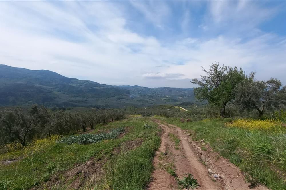 C21 Cius; Gemlik Katırlı'da Uludağ ve Deniz Manzaralı Tarla