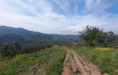 C21 Cius; Gemlik Katırlı'da Uludağ ve Deniz Manzaralı Tarla