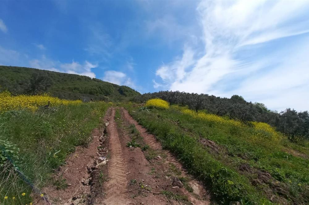 C21 Cius; Gemlik Katırlı'da Uludağ ve Deniz Manzaralı Tarla