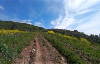 C21 Cius; Gemlik Katırlı'da Uludağ ve Deniz Manzaralı Tarla
