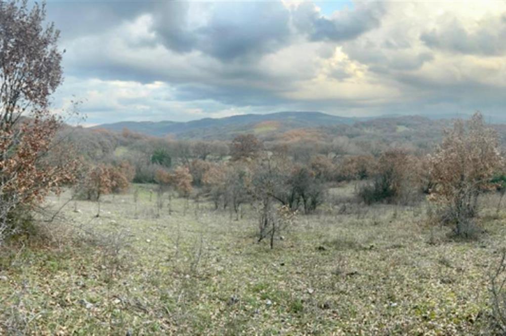 CENTURY21 BAL' DAN İVRİNDİ KAYAPA' DA 7034 M2 SATILIK TARLA