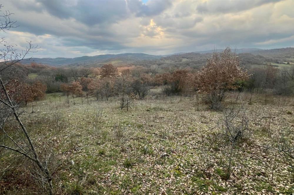 CENTURY21 BAL' DAN İVRİNDİ KAYAPA' DA 7034 M2 SATILIK TARLA