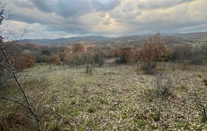 CENTURY21 BAL' DAN İVRİNDİ KAYAPA' DA 7034 M2 SATILIK TARLA