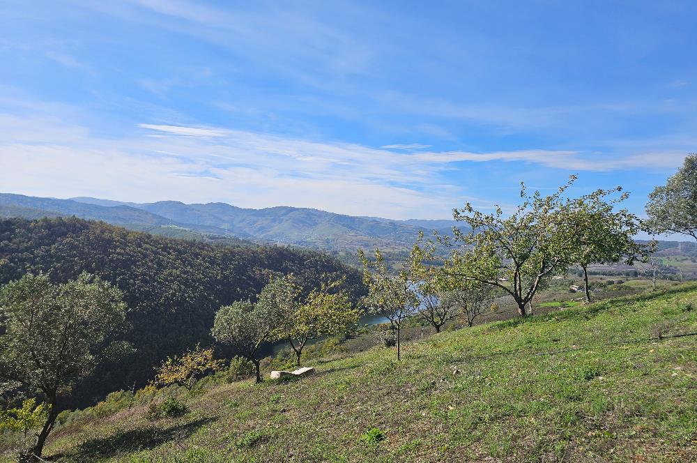 KOCAELİ KARAMÜRSELDE SATILIK CEVİZ BAHÇESİ TARLA