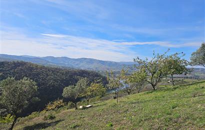KOCAELİ KARAMÜRSELDE SATILIK CEVİZ BAHÇESİ TARLA