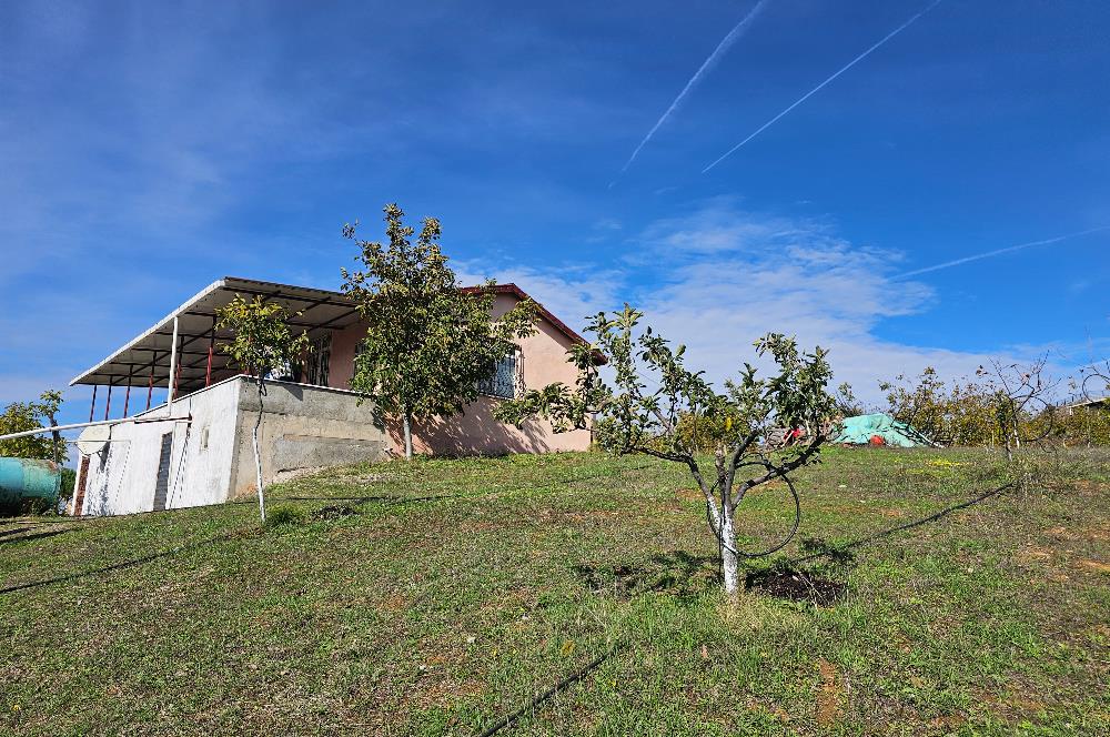 KOCAELİ KARAMÜRSELDE SATILIK CEVİZ BAHÇESİ TARLA