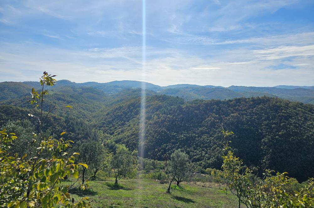 KOCAELİ KARAMÜRSELDE SATILIK CEVİZ BAHÇESİ TARLA