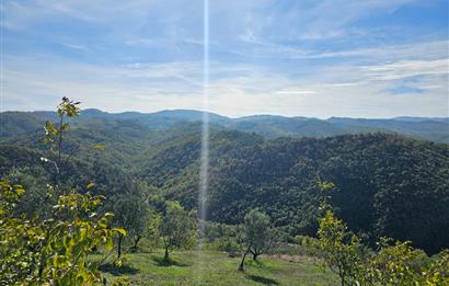 KOCAELİ KARAMÜRSELDE SATILIK CEVİZ BAHÇESİ TARLA