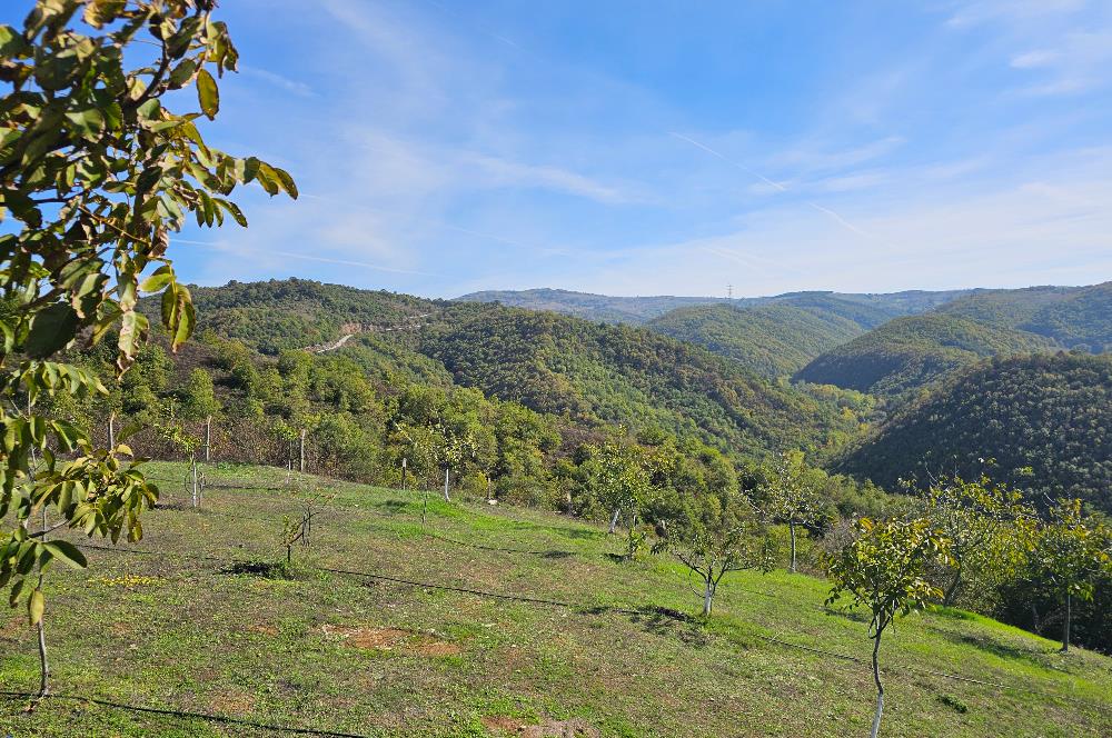 KOCAELİ KARAMÜRSELDE SATILIK CEVİZ BAHÇESİ TARLA