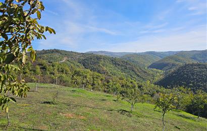 KOCAELİ KARAMÜRSELDE SATILIK CEVİZ BAHÇESİ TARLA