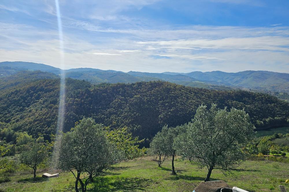 KOCAELİ KARAMÜRSELDE SATILIK CEVİZ BAHÇESİ TARLA