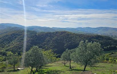 KOCAELİ KARAMÜRSELDE SATILIK CEVİZ BAHÇESİ TARLA