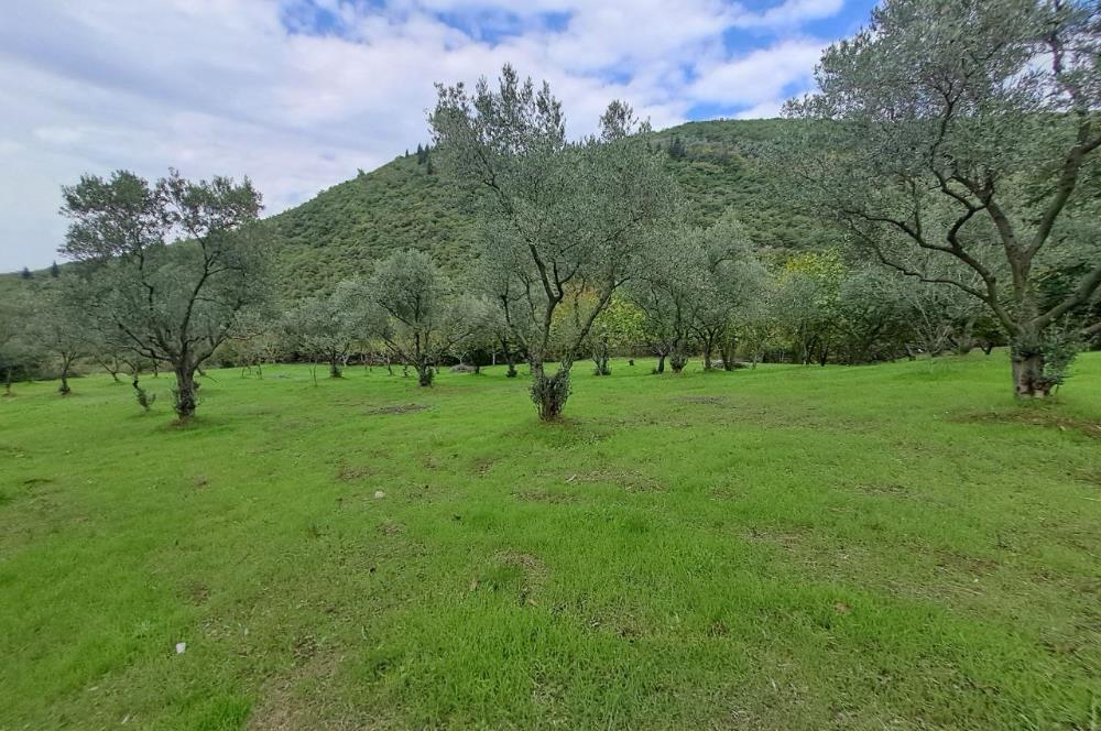 4 DÖNÜM ZEYTİNLİK İÇERİSİNDE SATILIK KAHVALTI SALONU VE BİNASI