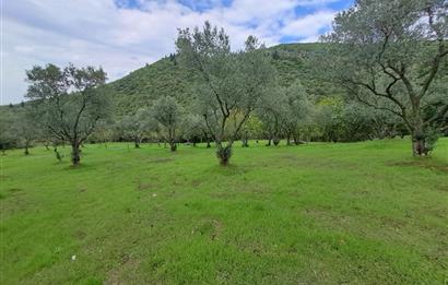 4 DÖNÜM ZEYTİNLİK İÇERİSİNDE SATILIK KAHVALTI SALONU VE BİNASI