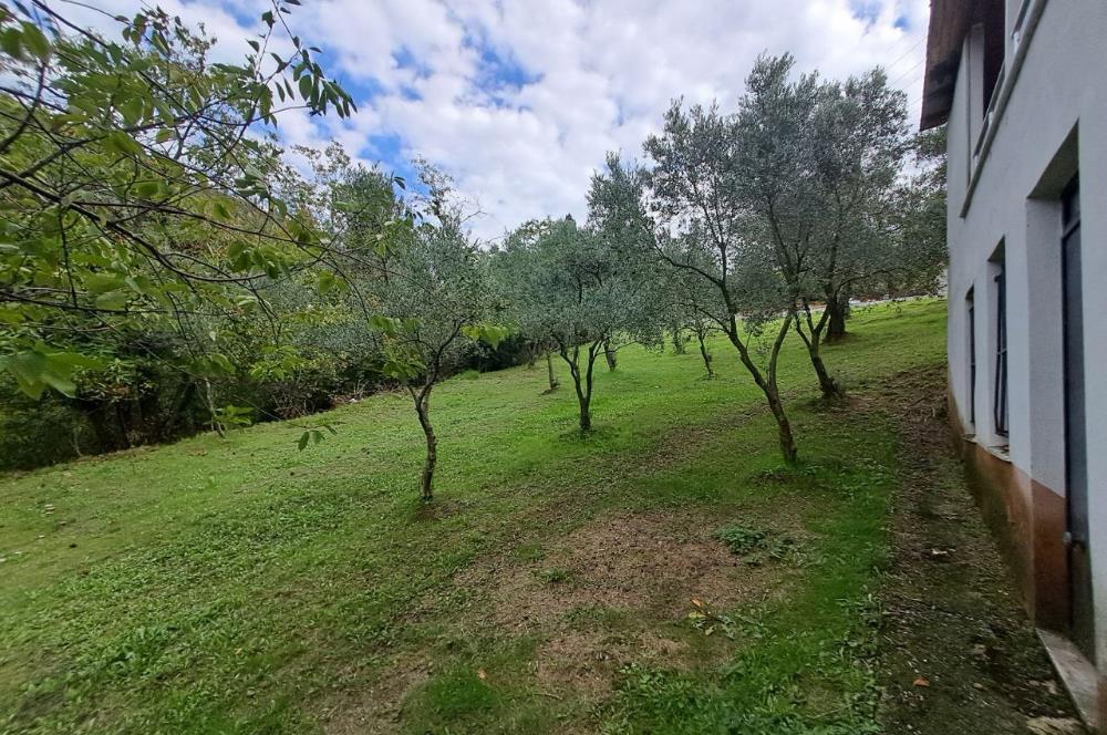 4 DÖNÜM ZEYTİNLİK İÇERİSİNDE SATILIK KAHVALTI SALONU VE BİNASI