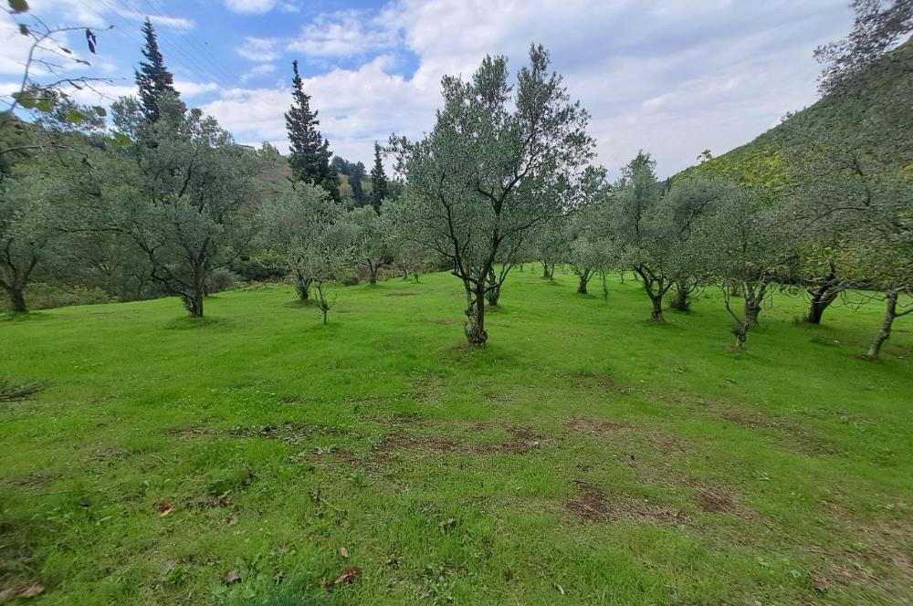 4 DÖNÜM ZEYTİNLİK İÇERİSİNDE SATILIK KAHVALTI SALONU VE BİNASI