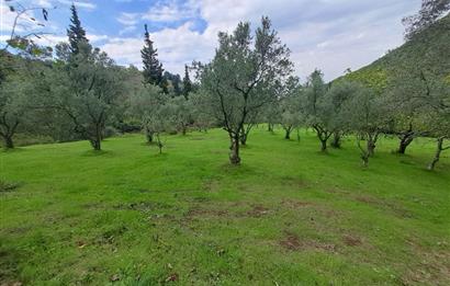 4 DÖNÜM ZEYTİNLİK İÇERİSİNDE SATILIK KAHVALTI SALONU VE BİNASI