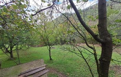 4 DÖNÜM ZEYTİNLİK İÇERİSİNDE SATILIK KAHVALTI SALONU VE BİNASI