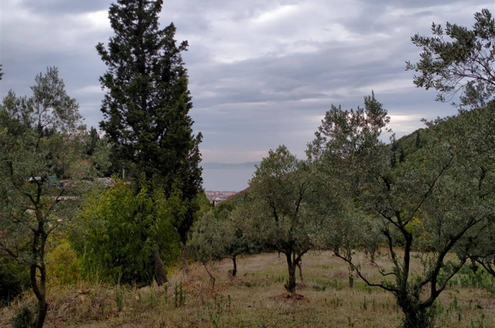 4 DÖNÜM ZEYTİNLİK İÇERİSİNDE SATILIK KAHVALTI SALONU VE BİNASI