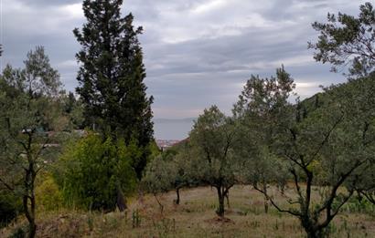 4 DÖNÜM ZEYTİNLİK İÇERİSİNDE SATILIK KAHVALTI SALONU VE BİNASI