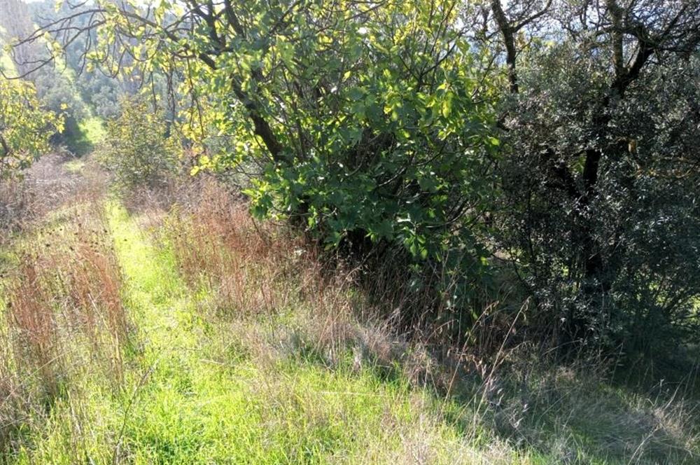 C21 Cius; Adliye Köyü'nde Kadastro Yoluna Cepheli Zeytinlik