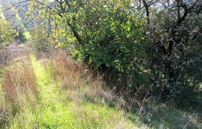C21 Cius; Adliye Köyü'nde Kadastro Yoluna Cepheli Zeytinlik