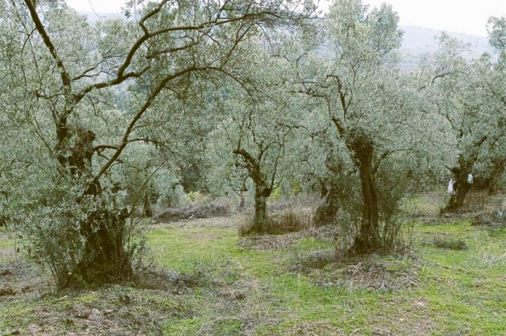 C21 Cius; Umurbey'de Bakımlı Müstakil Tapulu 352 m2 Zeytinlik