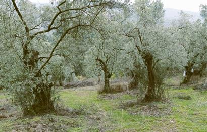 C21 Cius; Umurbey'de Bakımlı Müstakil Tapulu 352 m2 Zeytinlik