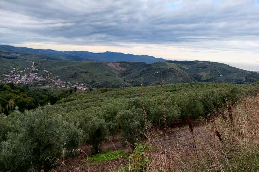 C21 Cius; Gemlik Katırlı'da Ana Yola Cepheli, Bakımlı Zeytinlik