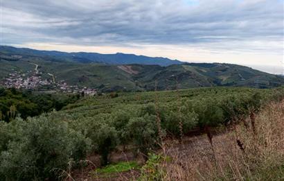 C21 Cius; Gemlik Katırlı'da Ana Yola Cepheli, Bakımlı Zeytinlik