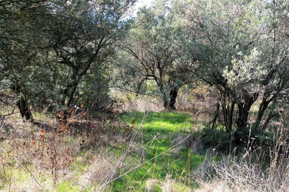 C21 Cius; Adliye Köyü'nde Kadastro Yoluna Cepheli Zeytinlik