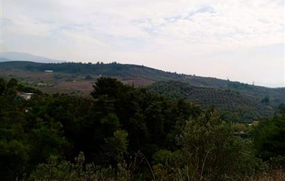 C21 Cius; Umurbey'de Bakımlı Müstakil Tapulu 352 m2 Zeytinlik