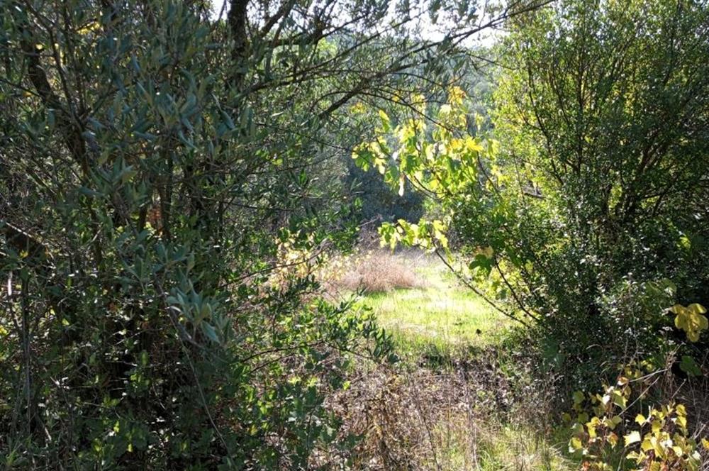 C21 Cius; Adliye Köyü'nde Kadastro Yoluna Cepheli Zeytinlik