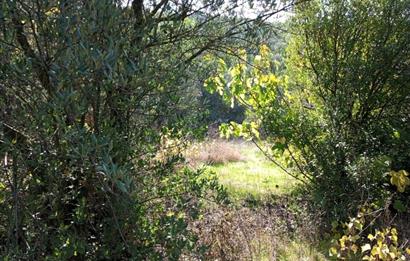 C21 Cius; Adliye Köyü'nde Kadastro Yoluna Cepheli Zeytinlik