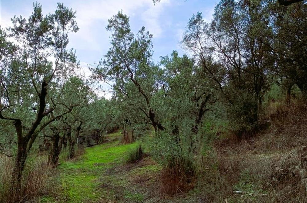 C21 Cius; Umurbey'de Bakımlı Müstakil Tapulu 352 m2 Zeytinlik