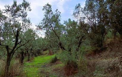 C21 Cius; Umurbey'de Bakımlı Müstakil Tapulu 352 m2 Zeytinlik