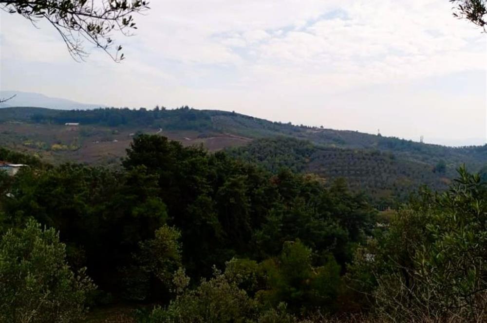 C21 Cius; Umurbey'de Bakımlı Müstakil Tapulu 352 m2 Zeytinlik