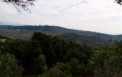 C21 Cius; Umurbey'de Bakımlı Müstakil Tapulu 352 m2 Zeytinlik