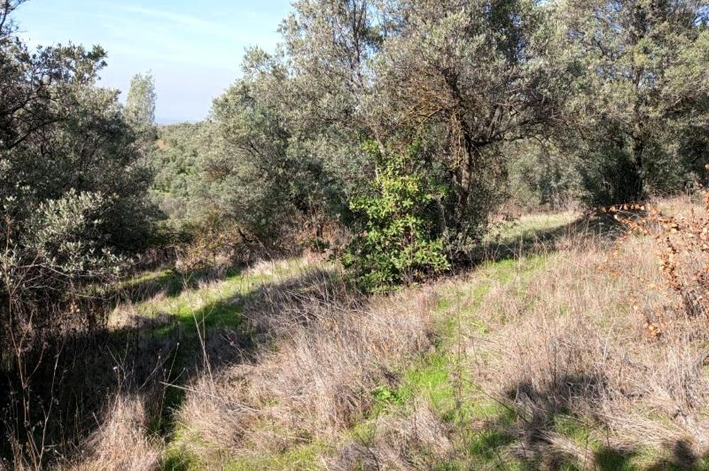 C21 Cius; Adliye Köyü'nde Kadastro Yoluna Cepheli Zeytinlik